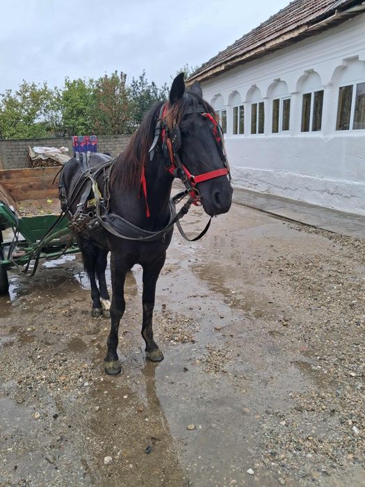 Vănd? Càl cu carutà și hàm calul ieste castrat càlul are 3 ani