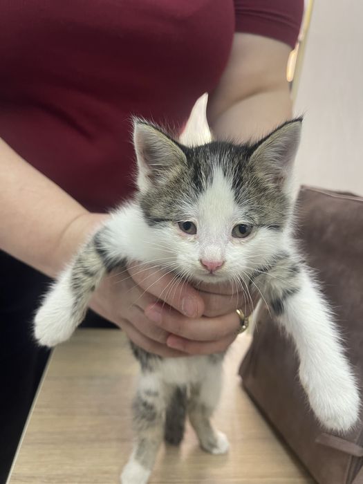 Отдадим котенка мальчика