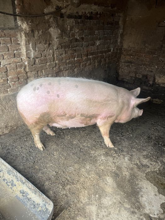 Продавам мъжко прасе