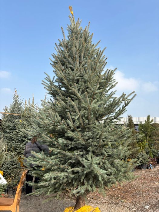 Ель голубая от 1 метра до 4 метра в наличии отправка в день заказа