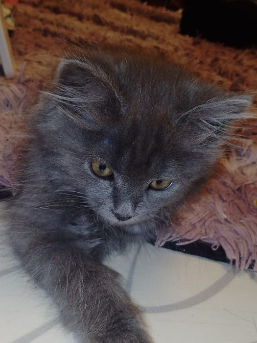 Отдам в хорошие руки