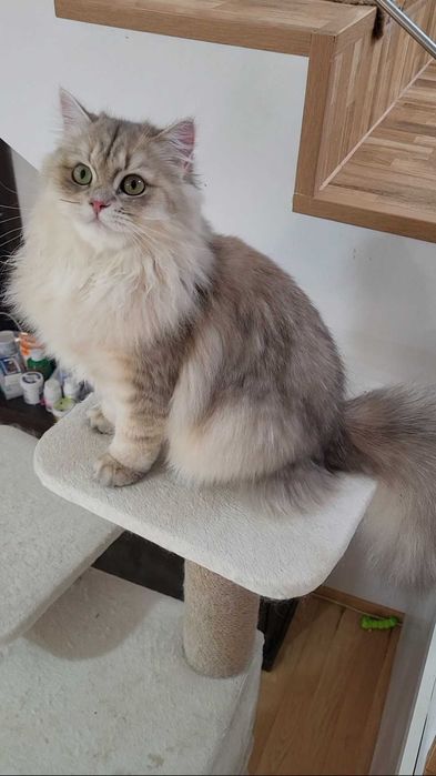 Fetita british longhair blue golden, pedigree, lipicioasa