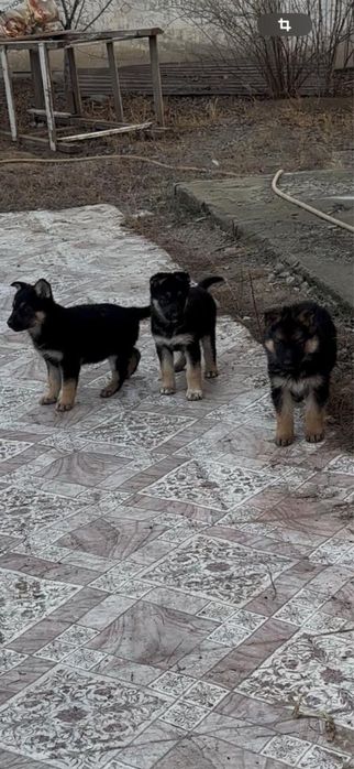 Щенки немецкой овчаркт