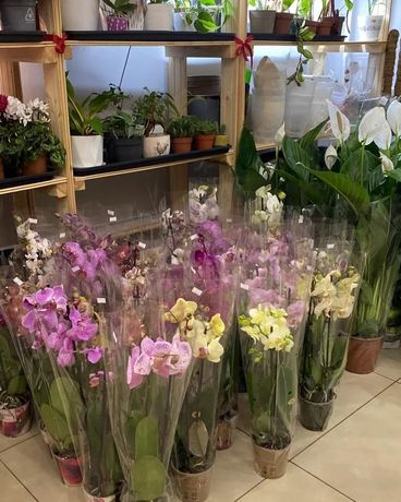 Продажа орхидеи и других комнатных растений