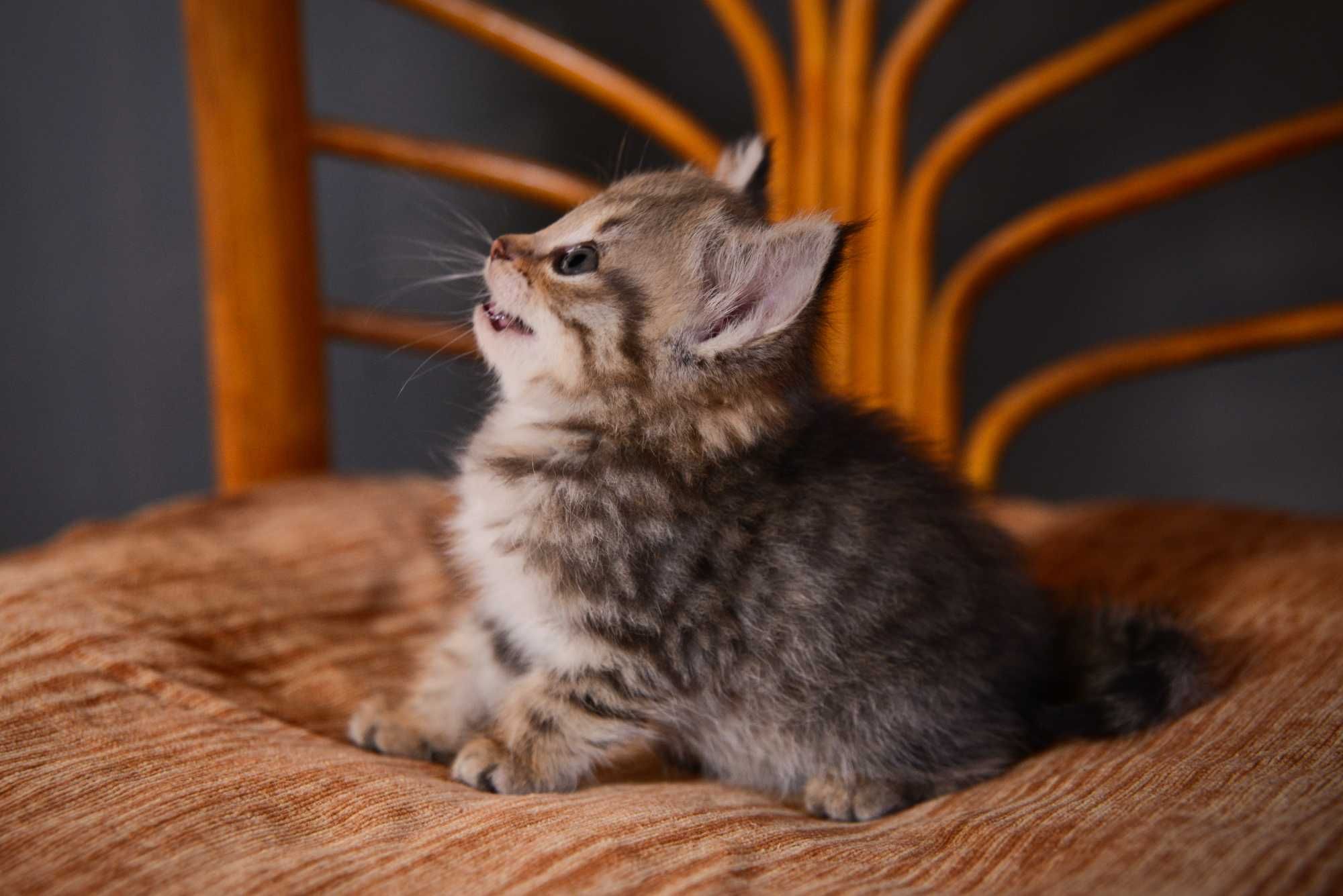 Котёнок (девочка)
