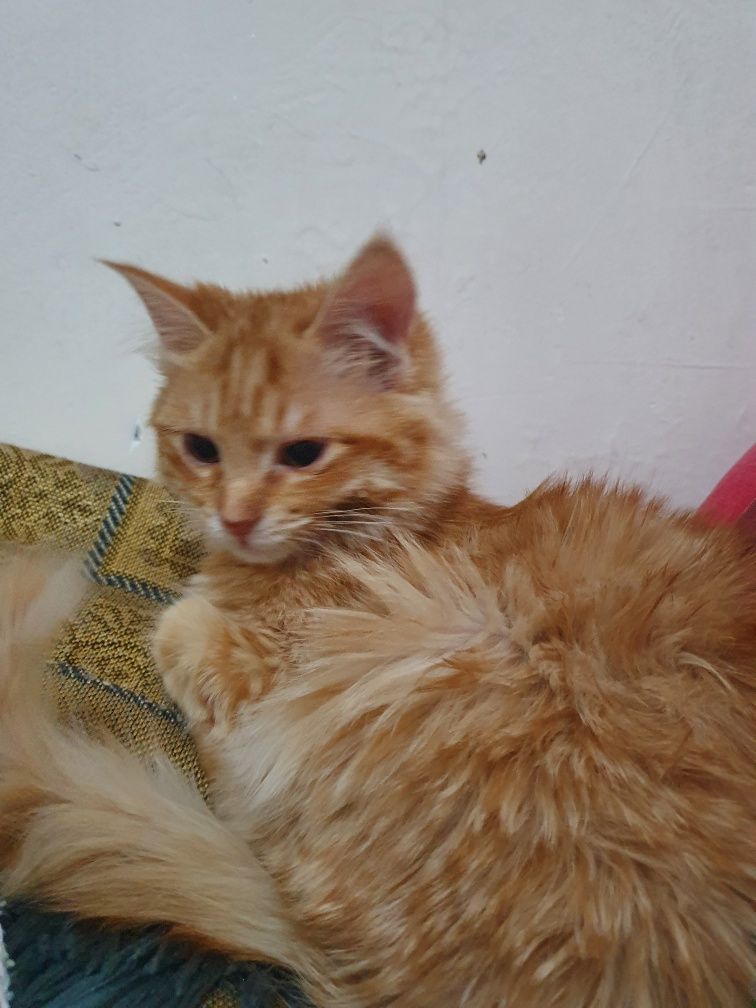 Даром отдам кота