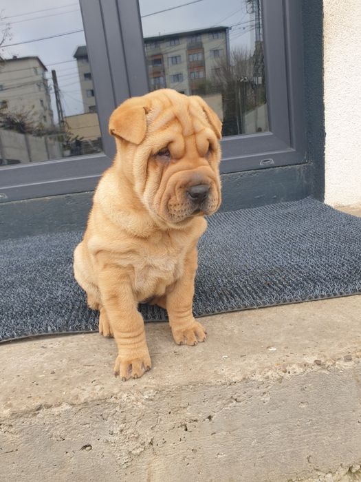 Shar pei drăguți