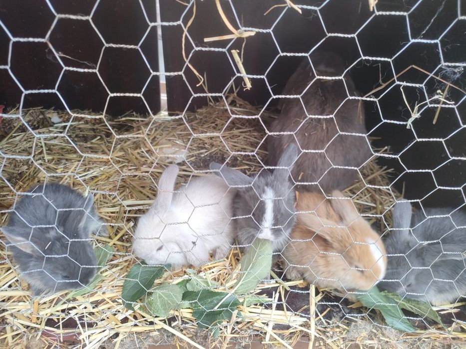 Iepurași de vanzare