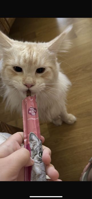 pui maine coon 1 an fertil