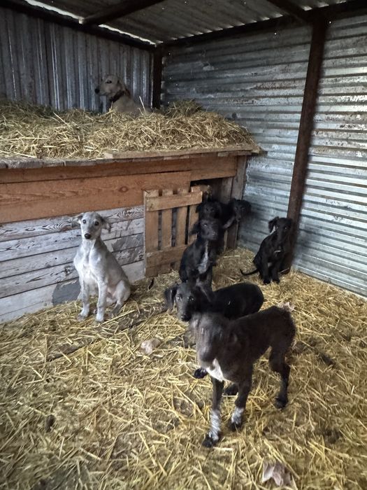 Тазы щенки (три мясяца)