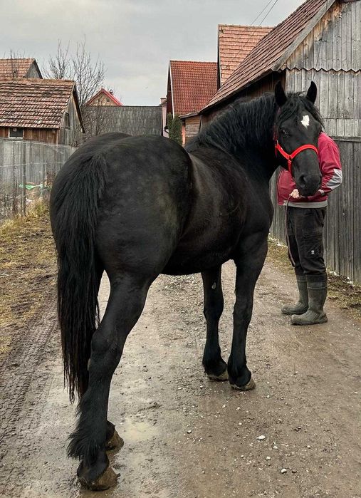 Mânz de iapa neagră