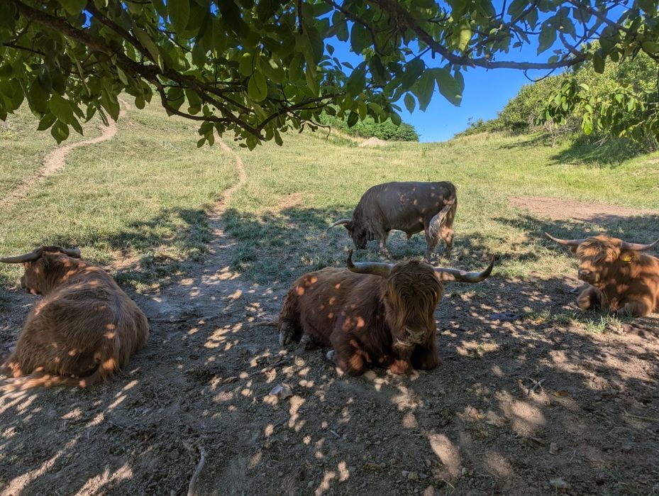 Tauri rasa highland scoțian cu origine germană