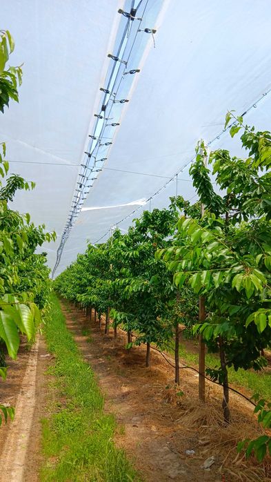 Агрономически консултации - овощни,зеленчукови и полски култури