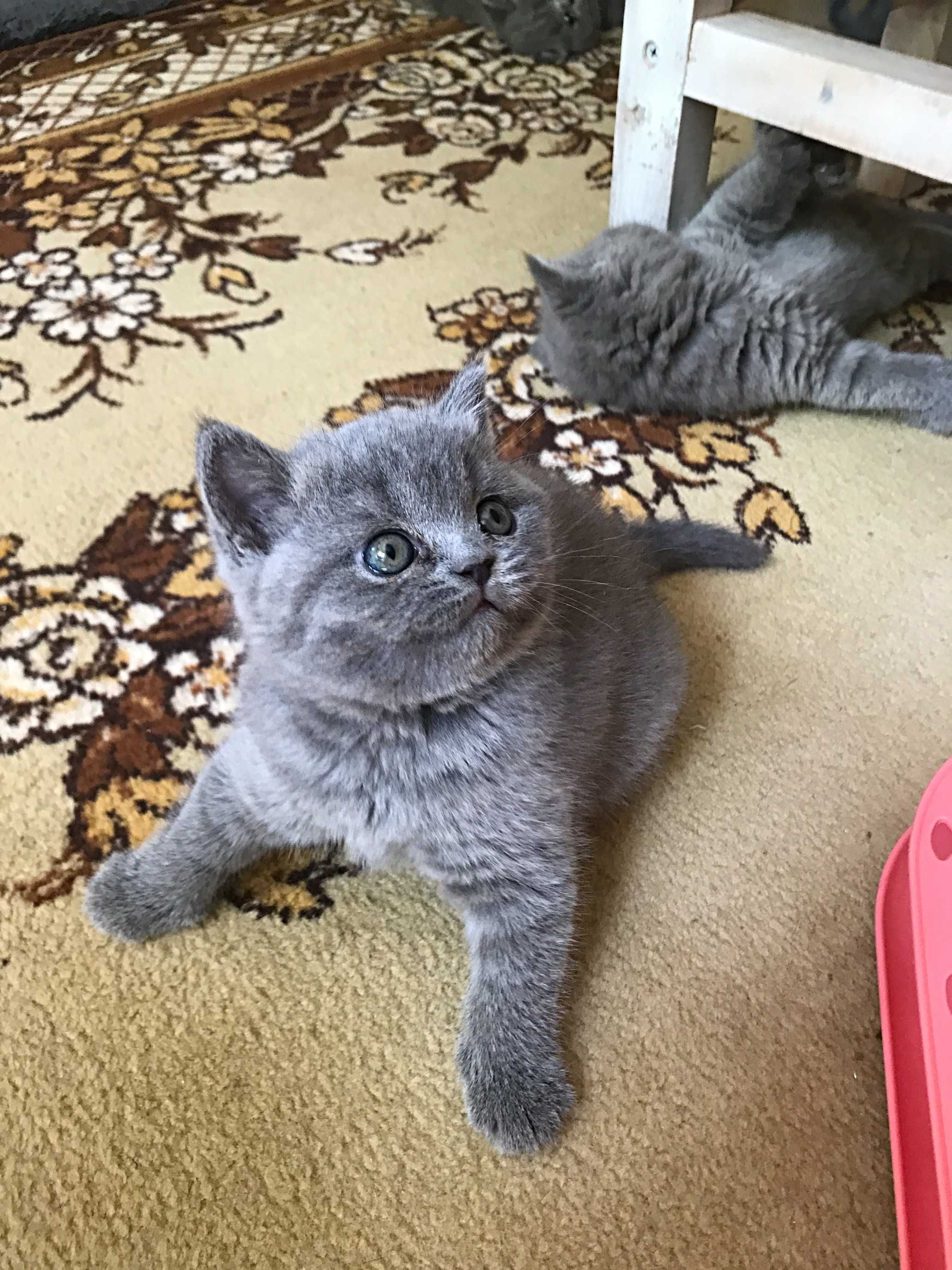 Британские короткошёрстные котята !