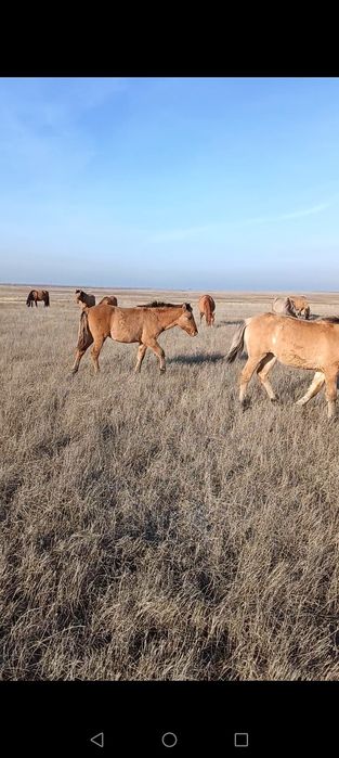 Мұғалжар жабағылар сатылады