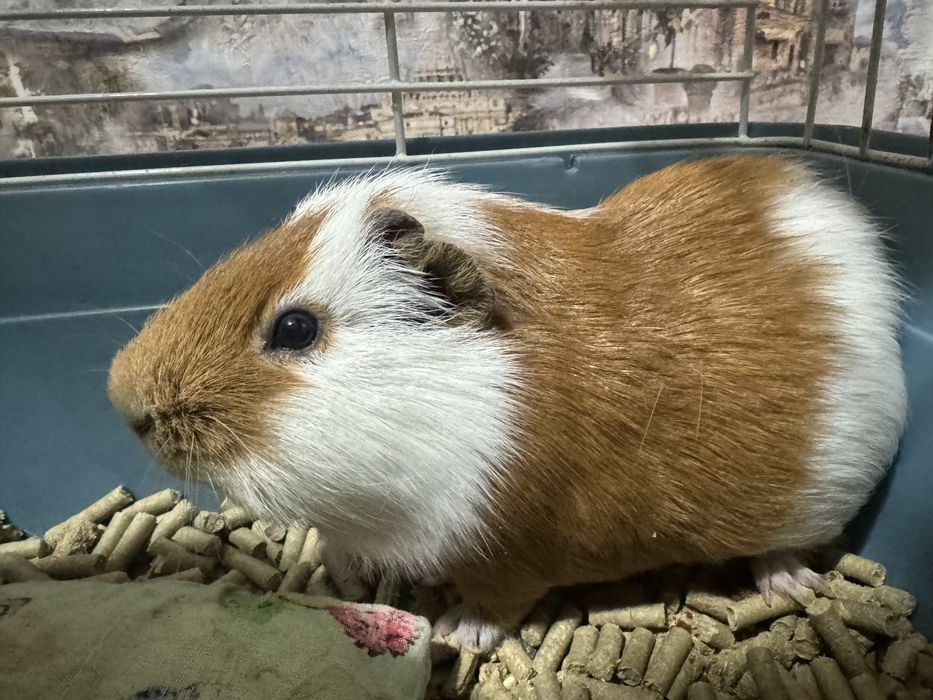 Морская свинка в добрые руки