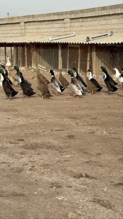 Бегунок утки ordak урдак сотилади