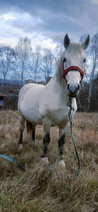 Vând armăsar cuminte