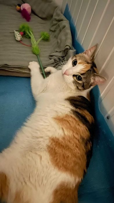 Cleo, pisicuta sterilizata pentru adoptie