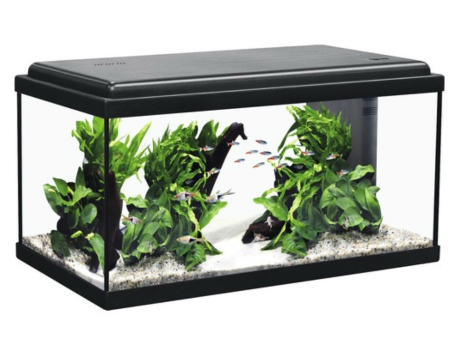 Acvariu pești/ reptile