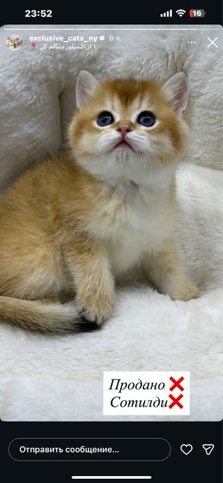 Zalataya shenshila toza zot bemalol tekshirtirib olsez buladi