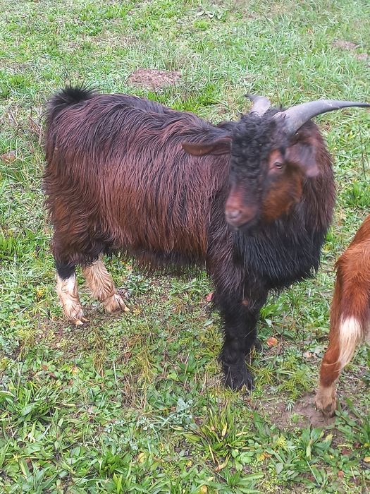 Vând capra gestanta împreuna cu tap