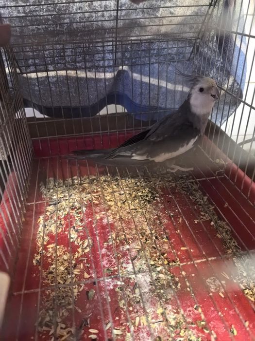 Папагал Корела мъжки