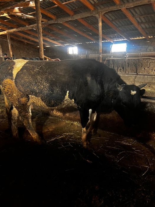 Бычоктар сатылады семіз