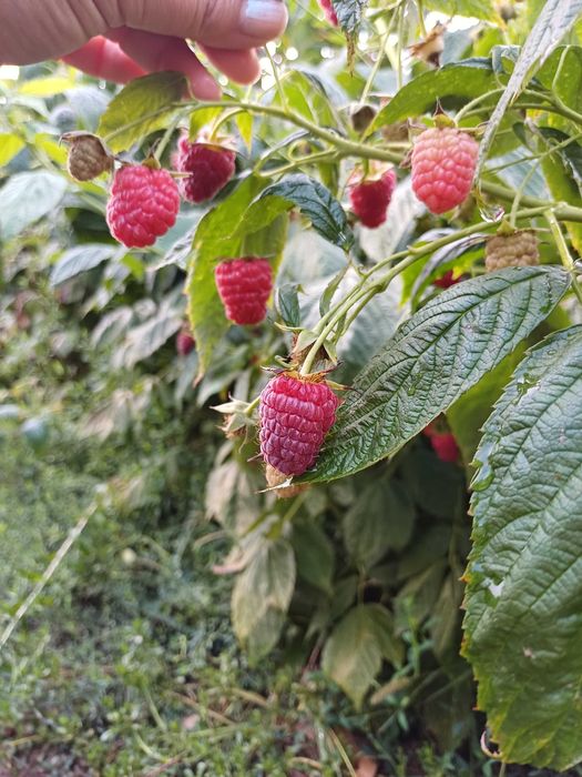 Продавам Разсад Малини Корени