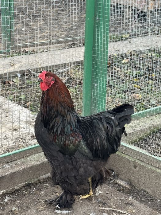 5 cocosi Brahma oferta