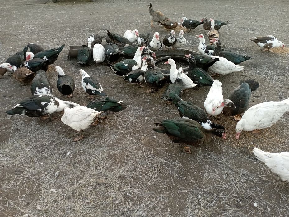 Продам индоуток этого года