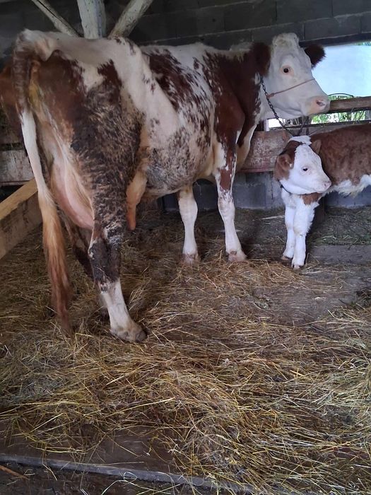 Vînd vacă fătată recent