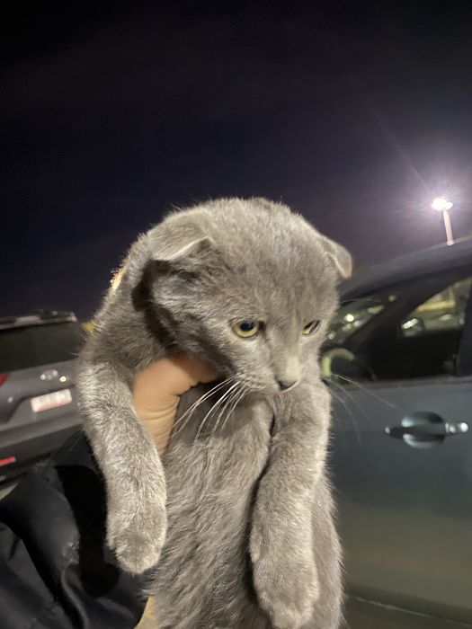 Котенок породистый бесплатно