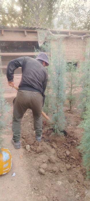 Аризониски кепарис