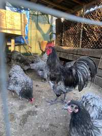 Oua Australorp Abastru