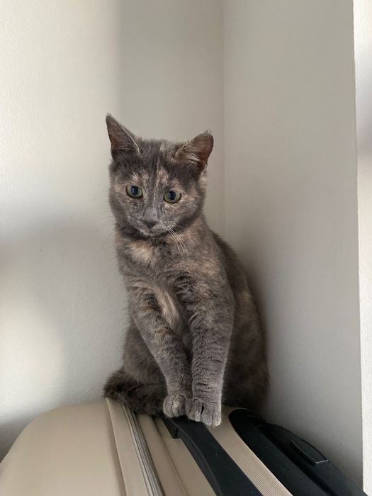 Котенце момиче 4 мес