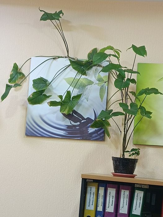 Продам цветы комнатные любой 30000 сум