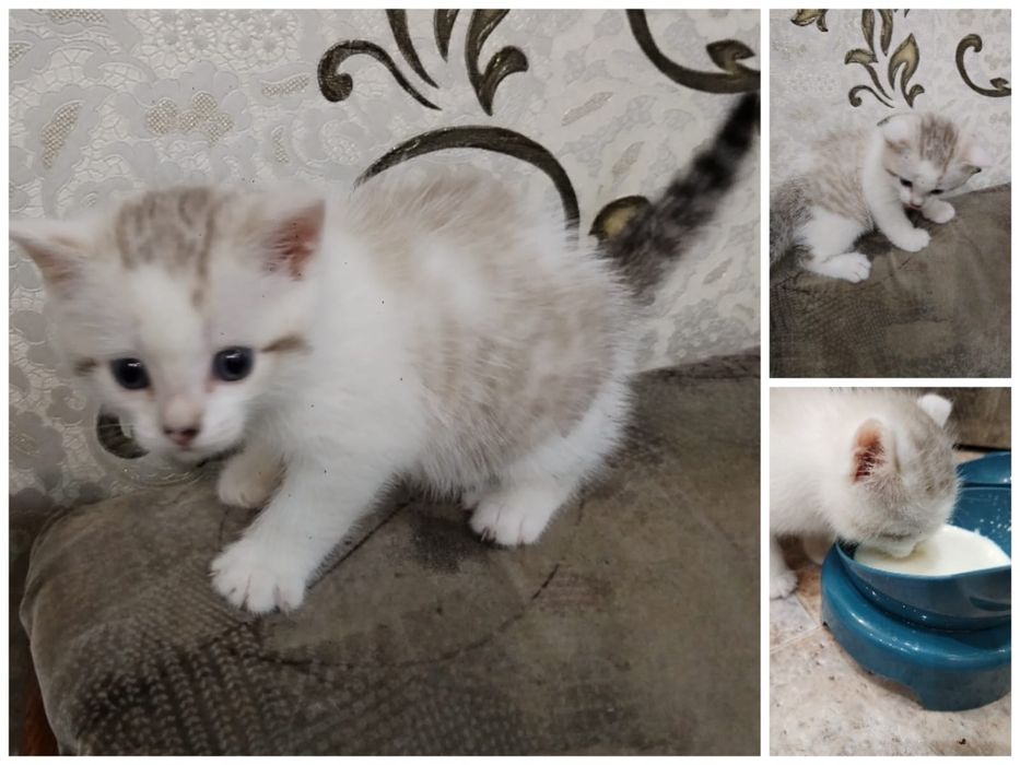 Отдам кошечку в хорошие руки