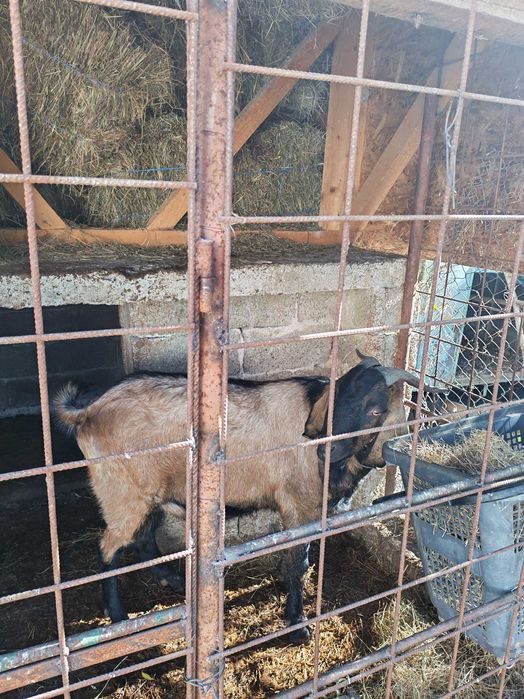 Țap de vanzare s-au schimb