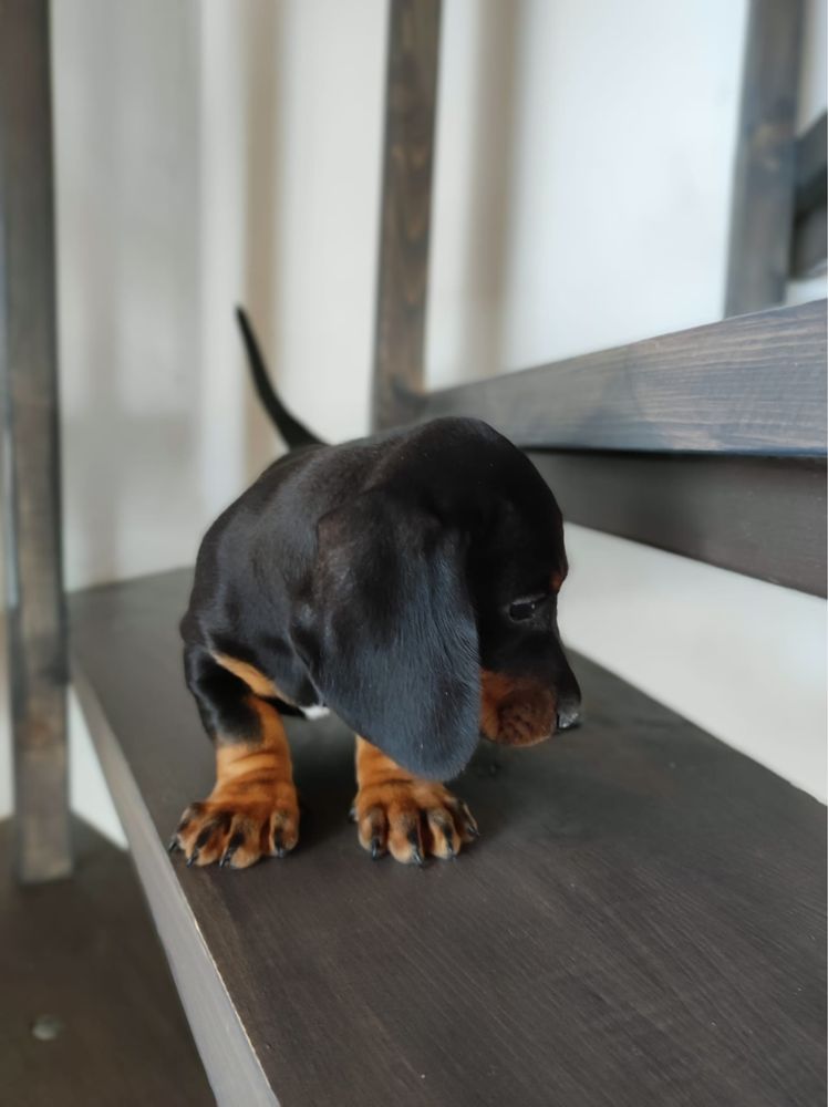 Teckel cu pedigree FCI