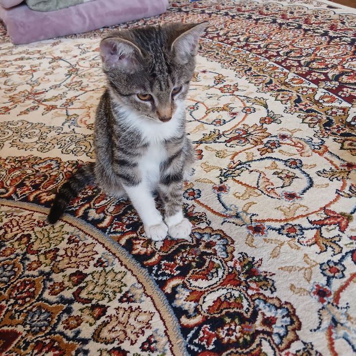 Котята бесплатно даром