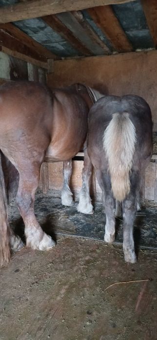 Iapa de vânzare de 5 ani cu manza de 5 luni