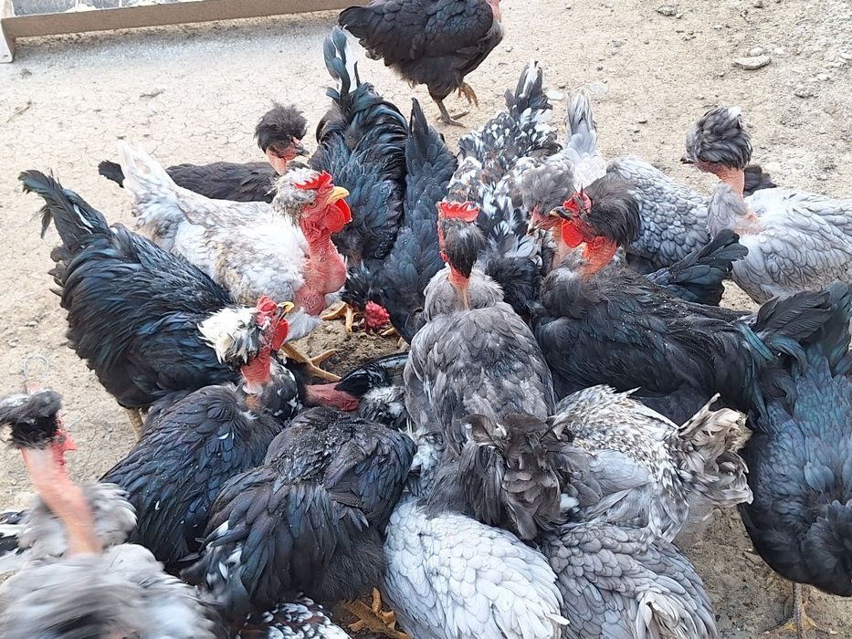 Cocoși,pui ,rațe carcasă