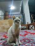 Сиамская кошка,одтам в хорошие руки,продам за 4тыс,приучен к лотку.
