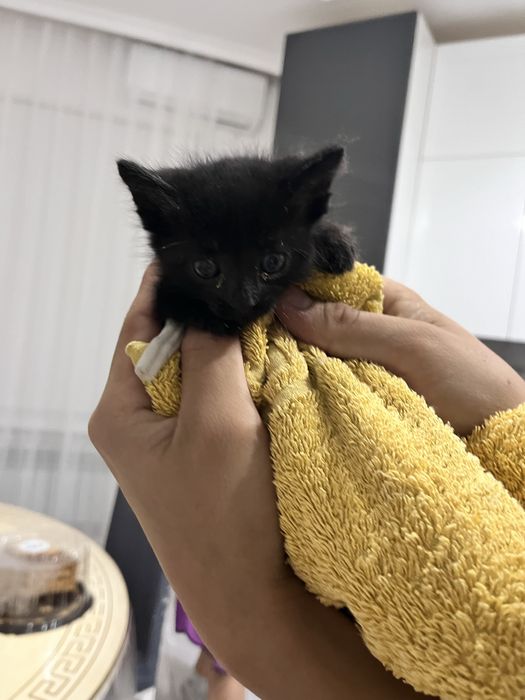 в добрые руки котенка