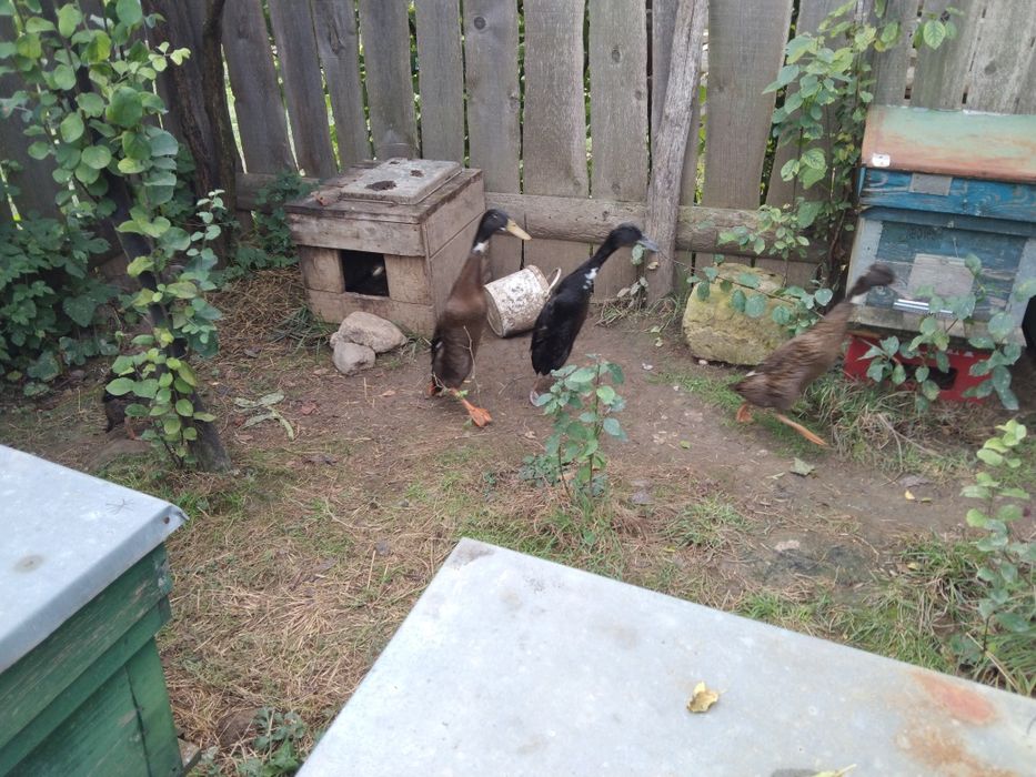 Rațe alergătoare indiene