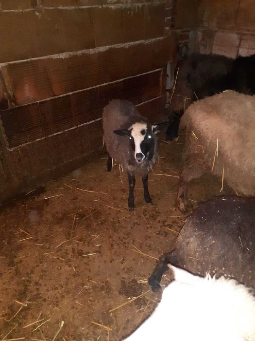 Продавам агнета Романовски