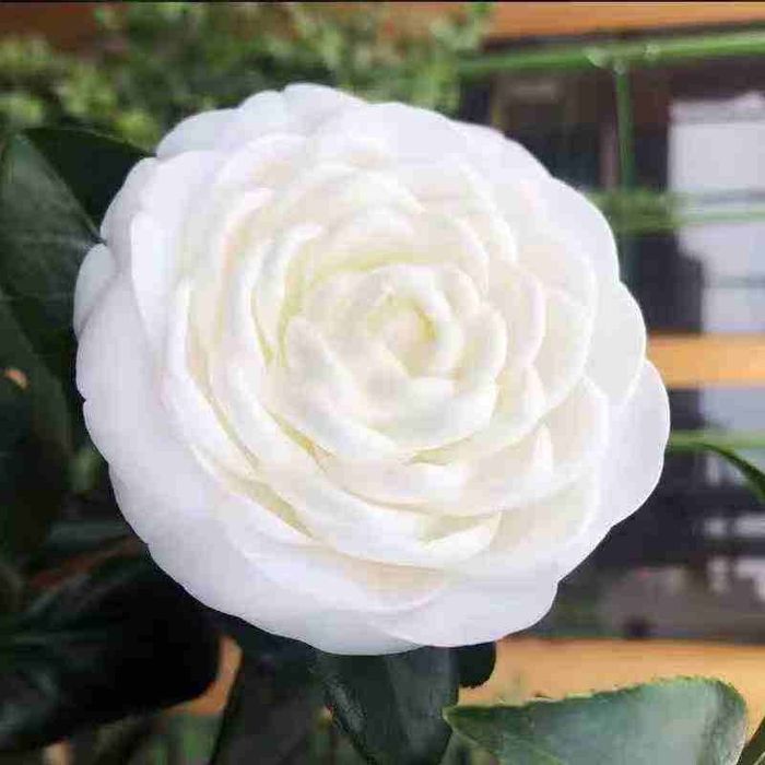 Камелия белый.красный розовый