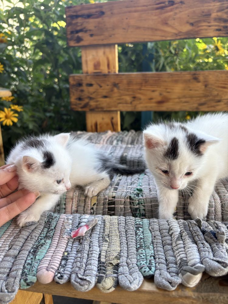 Отдам кошку с котятами