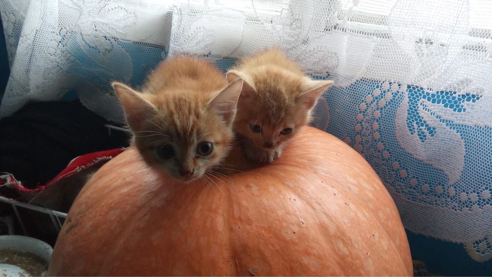 Отдам котят в хорошие руки